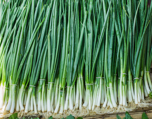Fresh Spring Onions
