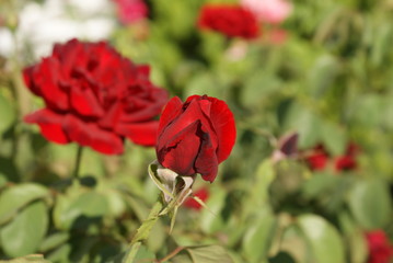 Obraz premium Red roses in rose garden with green leaves. Rose bud. Spring blossom.