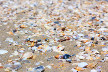 Colorful shells (nature background). Lots of different seashells