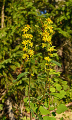 Fototapeta premium Hypericum flowers (Hypericum perforatum or St John's wort)