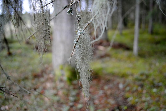 Baumbart in Schweden