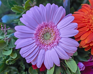 Obraz premium pale pink gerbera daisy closeup in the garden
