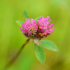 Fototapeta premium Trifolium hybridum
