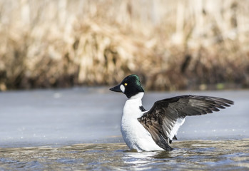 Common Goldeneye waving wings next to icecap in spring time in Finland