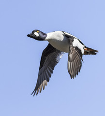 Male common goldeneye flying