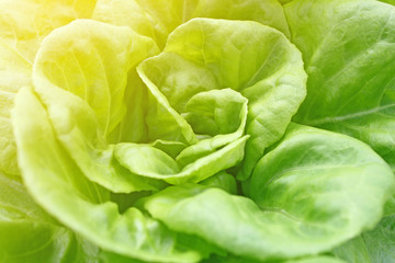 Close up of fresh green lettuce as background