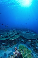 Fototapeta na wymiar サンゴ
