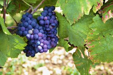 Red pinot noir wine grapes gowing hanging from vine Burgundy vineyard France french wine grape photo - obrazy, fototapety, plakaty
