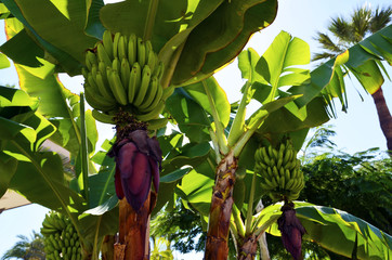 Canarian Banana plantation in Tenerife, Canary Islands,Spain.