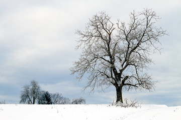 Winterlandschaft