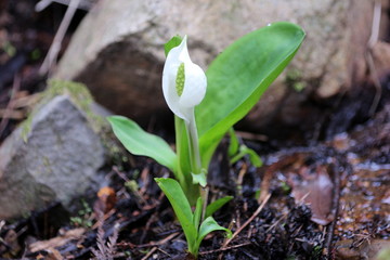 ミズバショウ