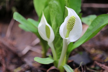 Obraz premium ミズバショウ