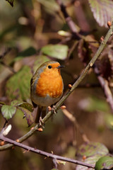 Robin, Erithacus rubecula