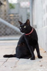 Black cat on the street