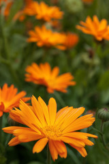 orange flower