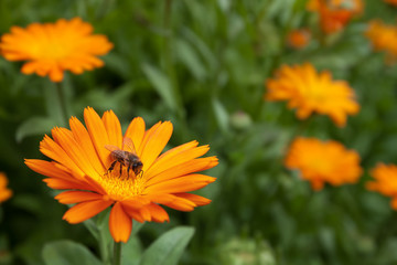bee and flower