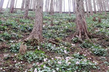 イワウチワの群生