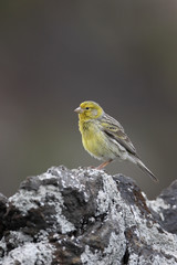Atlantic canary, Serinus canaria