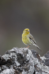 Atlantic canary, Serinus canaria