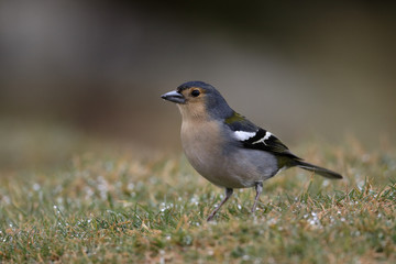 Fototapeta premium Chaffinch, Fringilla coelebs maderensis