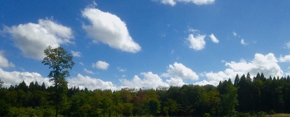 Fototapeta na wymiar blue sky and green forest