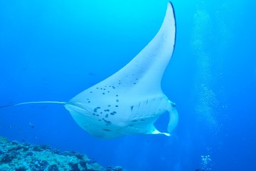 manta ray