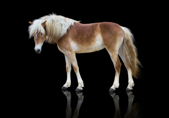 Plakat isolate of a yellow horse stay on the black background