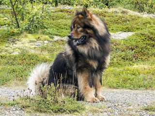 Eurasier/ein Eurasier im Sitzen in der Natur