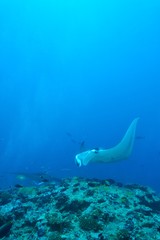 manta ray