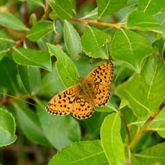 Obraz premium Silver-washed Fritillary (Argynnis paphia)