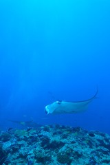 manta ray