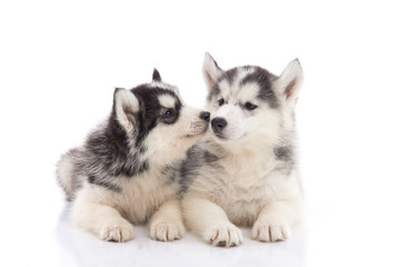 Two siberian husky puppies kissing on white background