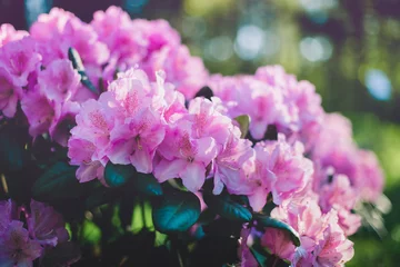 Papier Peint photo Lavable Azalée Blooming purple rhododendron