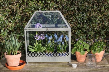Old fashioned mini greenhouse with flowers