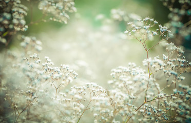 Pastel toned white flowers