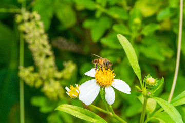 Bee on Yellow Flower and green background
