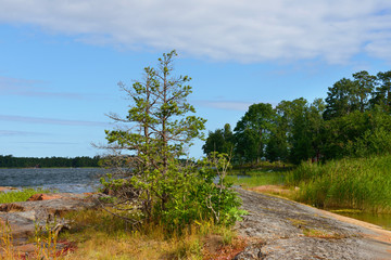 Obraz premium Landscape with pine trees on rocks. Aland Islands, Finland