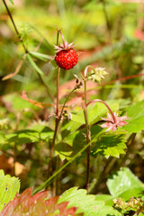 Wild Strawberry