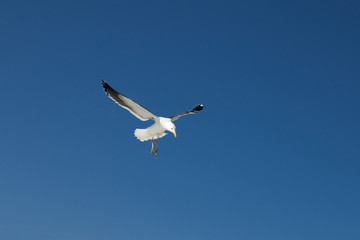 Gabbiano in volo