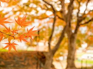 Maple leaves in autumn