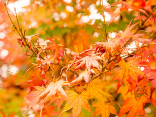 Maple leaves in autumn