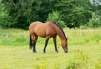 Naklejka na ściany i meble Horse on a summer pasture