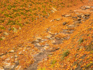 Maple leaves in autumn