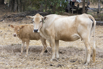 cow and her kid stand on field