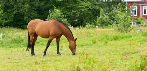 Obraz premium Horse on meadow