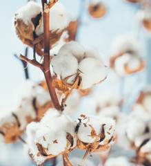 Cotton crop landscape with copy space area