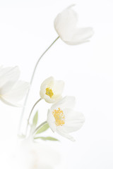 Fototapeta na wymiar White flowers on isolated background