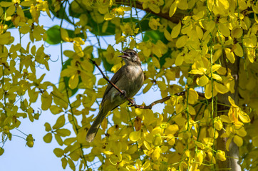 Bulbul perched on a branch