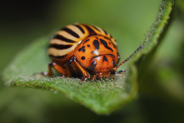 The Colorado potato beetle (Leptinotarsa decemlineata)
