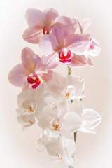 A bouquet of white and purple orchids